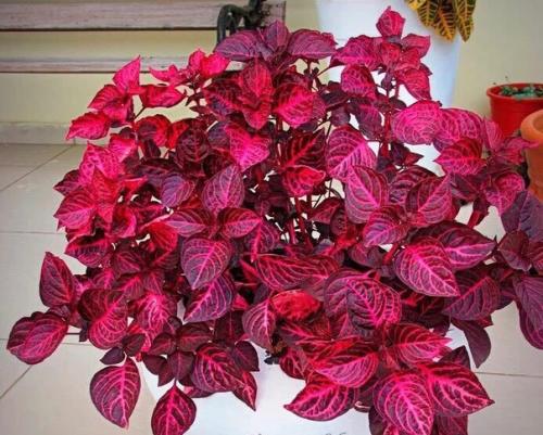 Ирезине хербста (Iresine Herbstii). 03