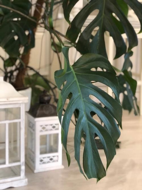 Цветы служат для украшения и Оживления помещения - бесспорный факт. 03