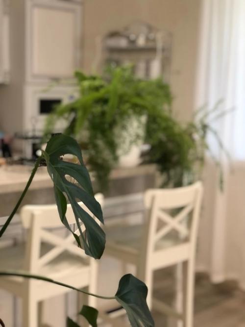 Цветы служат для украшения и Оживления помещения - бесспорный факт. 06