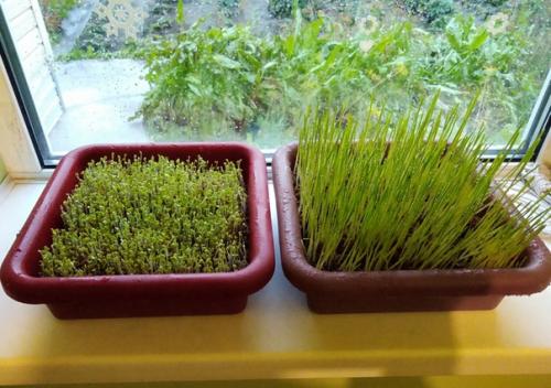 Зеленая лужайка в вашей квартире. 05