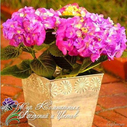 Топ - 10 модных комнатных растений. 

