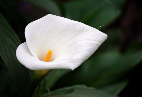 Комнатные растения растущие в ВОДЕ? 09