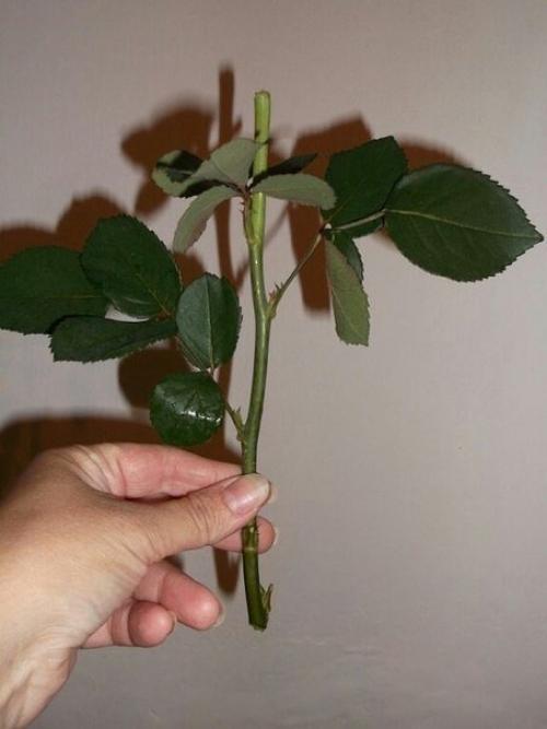 Мы укореняем розу из букета? 01