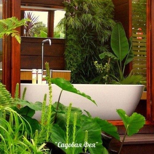 Комнатные цветы - для ванной. 02