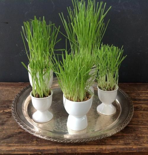 Зеленая лужайка в вашей квартире. 06