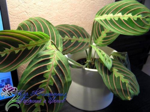 Маранта?   Маранта (Maranta) - декоративно - лиственное комнатное растение, относится к семейству марантовых. 04