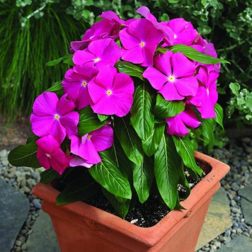 Секреты выращивания катарантуса в саду и квартире? 02