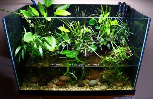 Комнатные растения растущие в ВОДЕ?