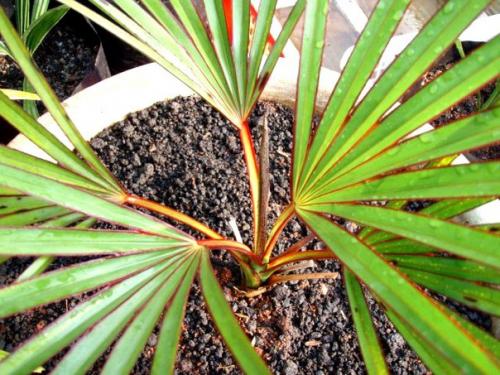 Латания - капризная бархатная пальма? 03