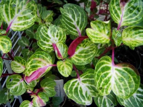 Ирезине хербста (Iresine Herbstii). 06