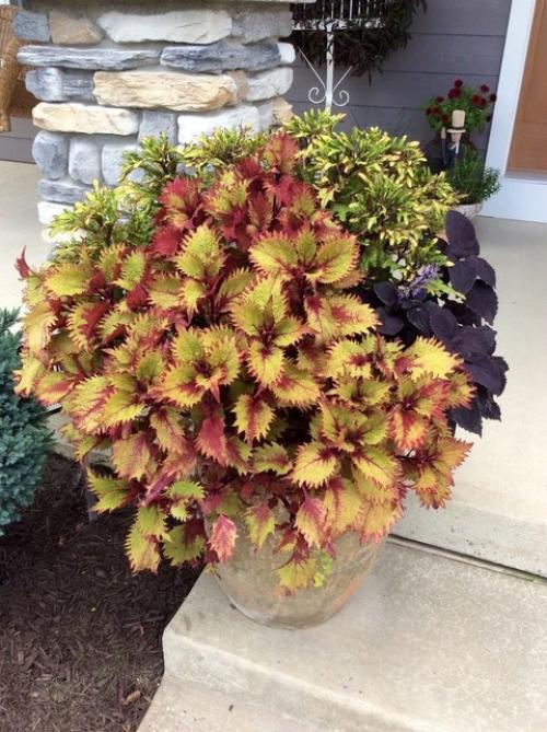 Как сохранить колеусы зимой? 08