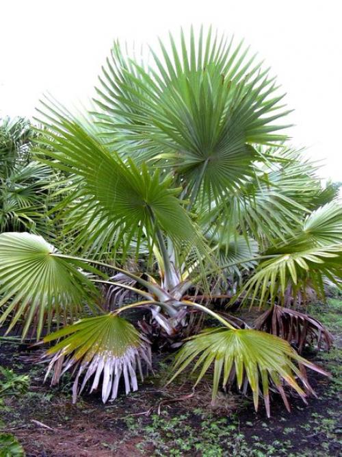 Латания - капризная бархатная пальма? 04