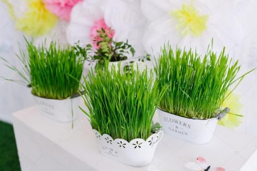 Зеленая лужайка в вашей квартире. 01