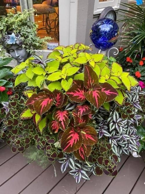 Как сохранить колеусы зимой? 06