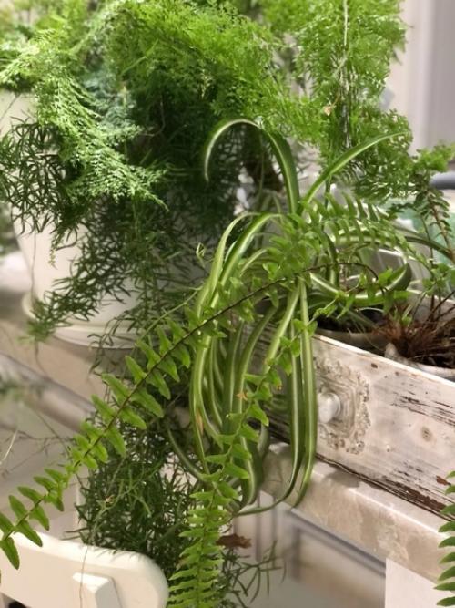 Цветы служат для украшения и Оживления помещения - бесспорный факт. 01