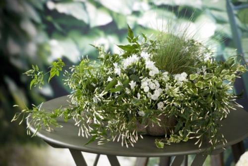 Помело - фрукт стройности и красоты. 05