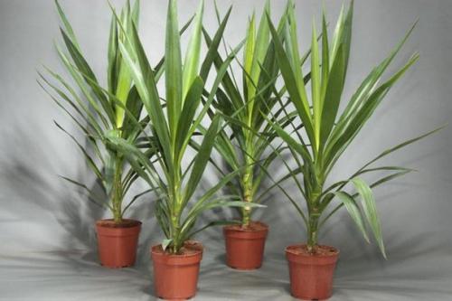 Юкка.  Уход и разведение юкки. 02