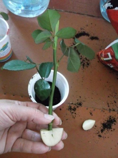 Мы укореняем розу из букета? 02