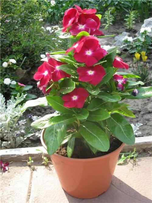 Секреты выращивания катарантуса в саду и квартире? 01