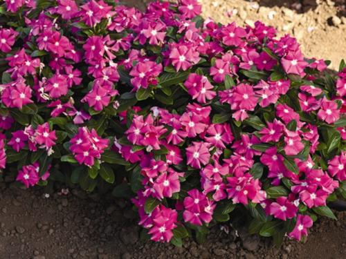 Секреты выращивания катарантуса в саду и квартире? 04