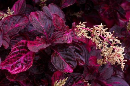 Ирезине хербста (Iresine Herbstii). 05