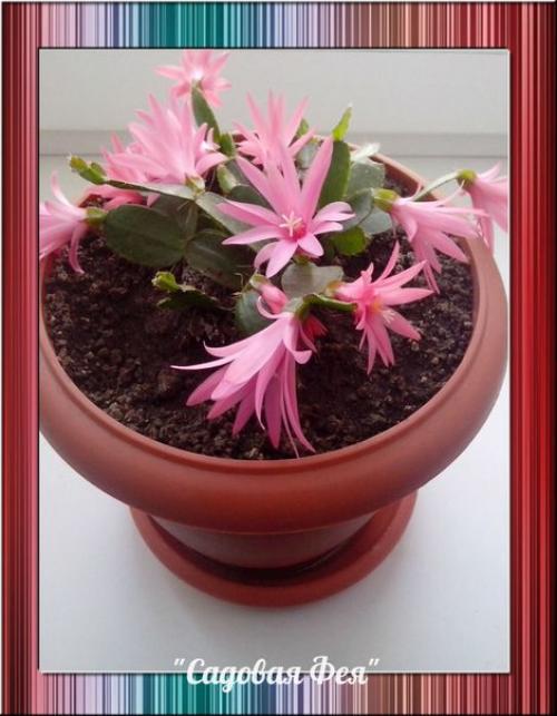 Десять комнатных растений, для абсолютной лентяйки. 01