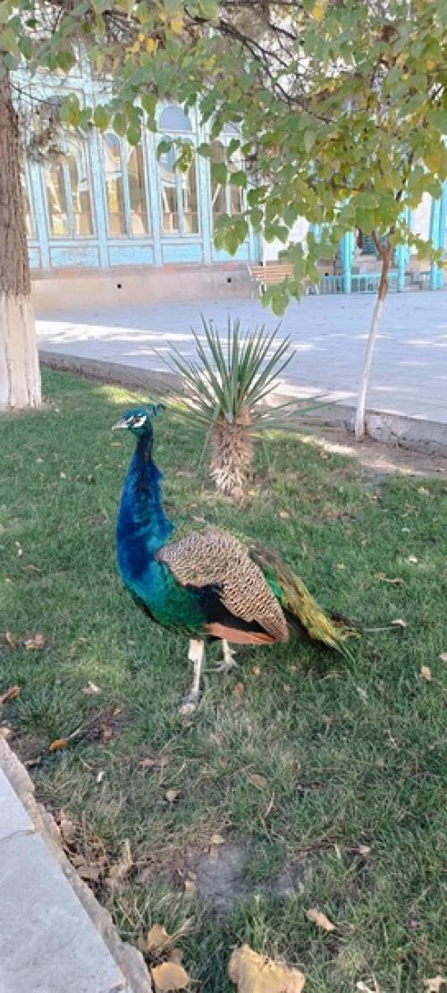 У всех в ленте фоточки с хэллоуина, а у нас по-прежнему, восточная сказка: дворцы и павлины. 05