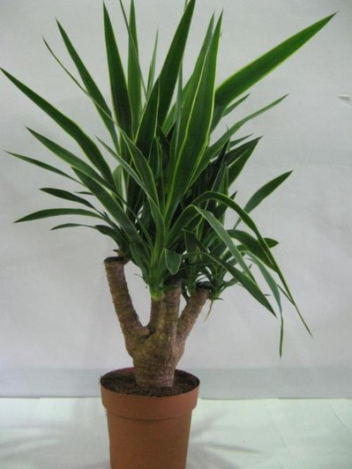 Юкка.  Уход и разведение юкки. 01