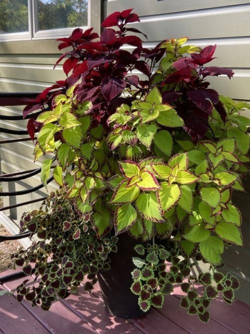 Как сохранить колеусы зимой? 07