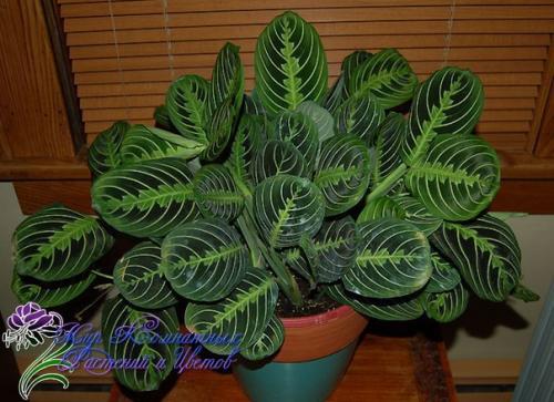 Маранта?   Маранта (Maranta) - декоративно - лиственное комнатное растение, относится к семейству марантовых. 03