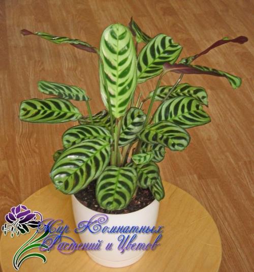 Маранта?   Маранта (Maranta) - декоративно - лиственное комнатное растение, относится к семейству марантовых. 05