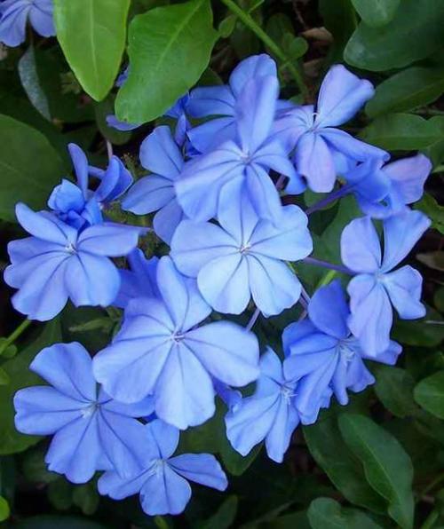 Свинчатка - голубое кружево. 02