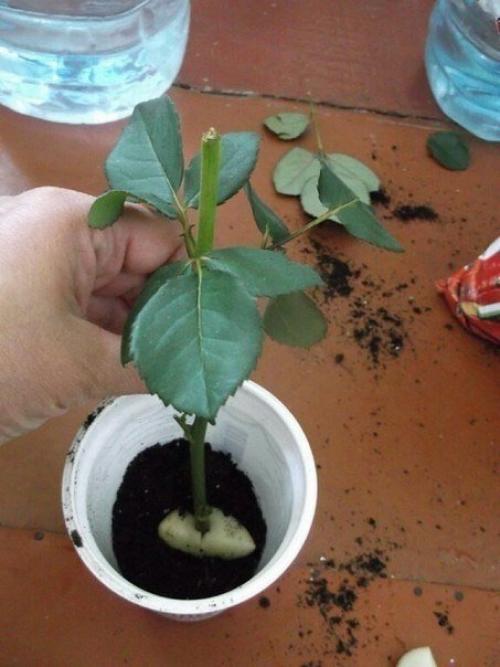 Мы укореняем розу из букета? 03