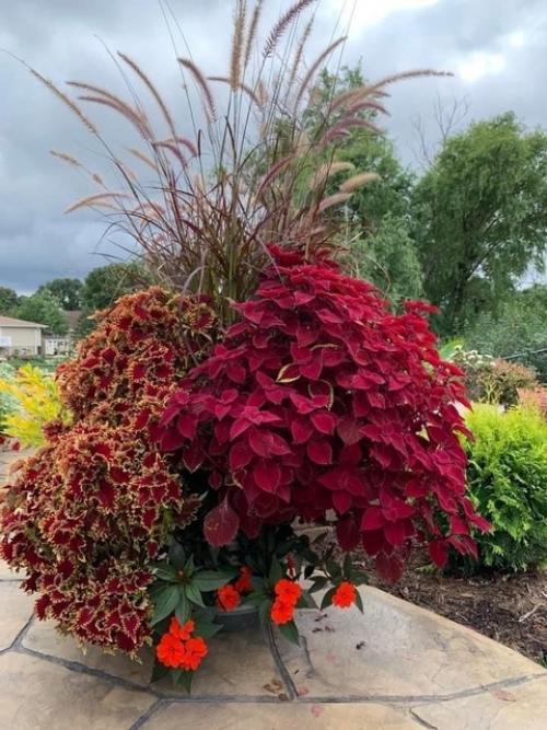 Как сохранить колеусы зимой? 05