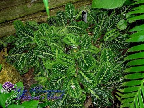 Маранта?   Маранта (Maranta) - декоративно - лиственное комнатное растение, относится к семейству марантовых.