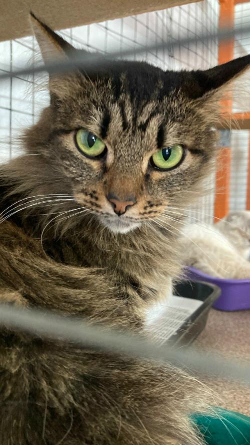 Дикушу забирали дважды.  