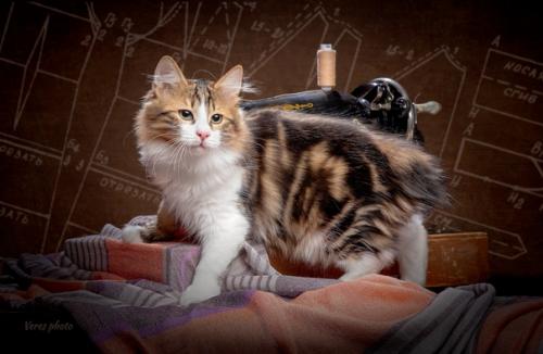 Швейную машину продам! 02