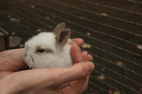 Кафе, где можно пообщаться с животными. 03