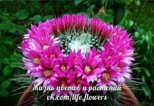 Топ - 10?  Неприхотливых комнатных растений. 08