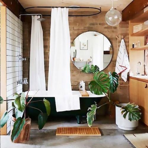Комнатные растения которые комфортно будут себя чувствовать даже в ванной! 

