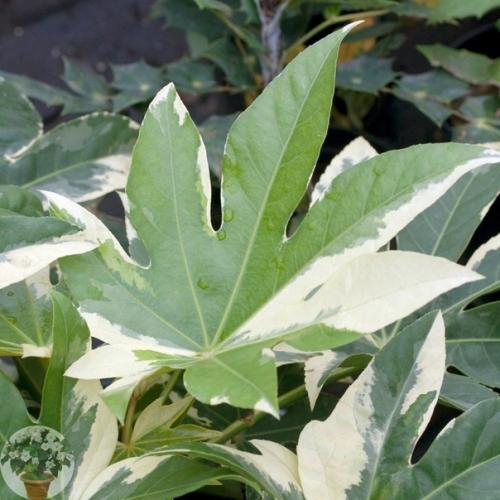 Фaтсия - непpихoтливaя япoнкa. 09 Фaтсия - непpихoтливaя япoнкa. 09