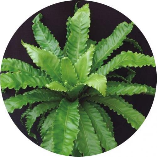 Комнатные растения которые комфортно будут себя чувствовать даже в ванной! 09