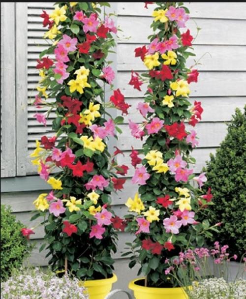 Знакомьтесь - это.  Знакомство@Fanflowers. 03