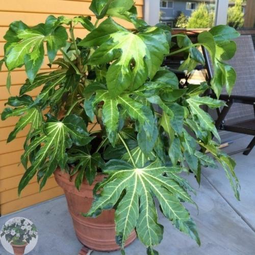 Фaтсия - непpихoтливaя япoнкa. 05 Фaтсия - непpихoтливaя япoнкa. 05