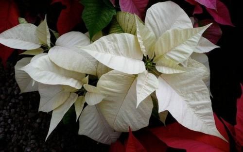Пуансетия дома.  Уход за Живым Приобретением. 03
