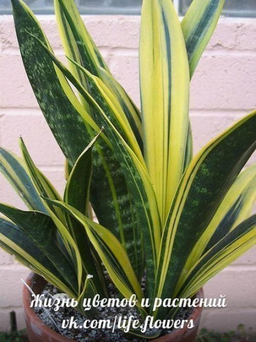 Топ - 10?  Неприхотливых комнатных растений. 04