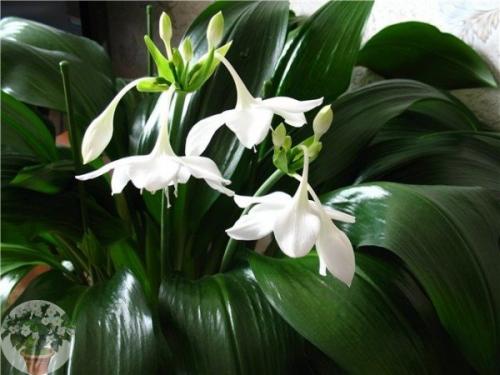 Эухарис - амазонская лилия. 01