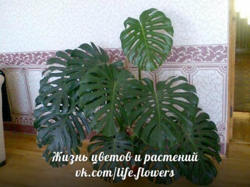 Топ - 10?  Неприхотливых комнатных растений. 07