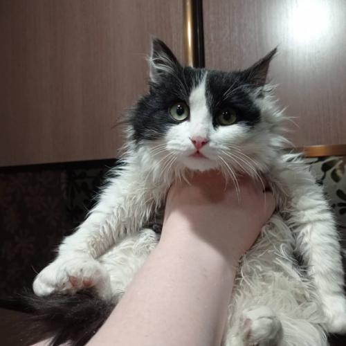 В новый год новый кот. 06