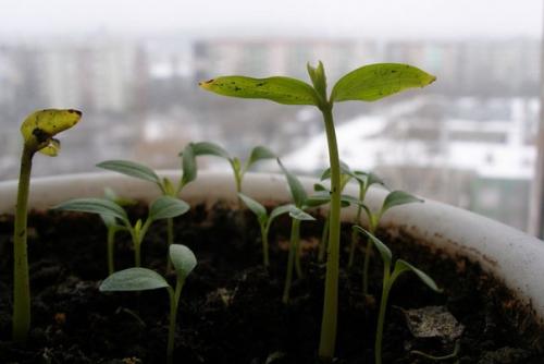 Сад, цветник и огород. 03